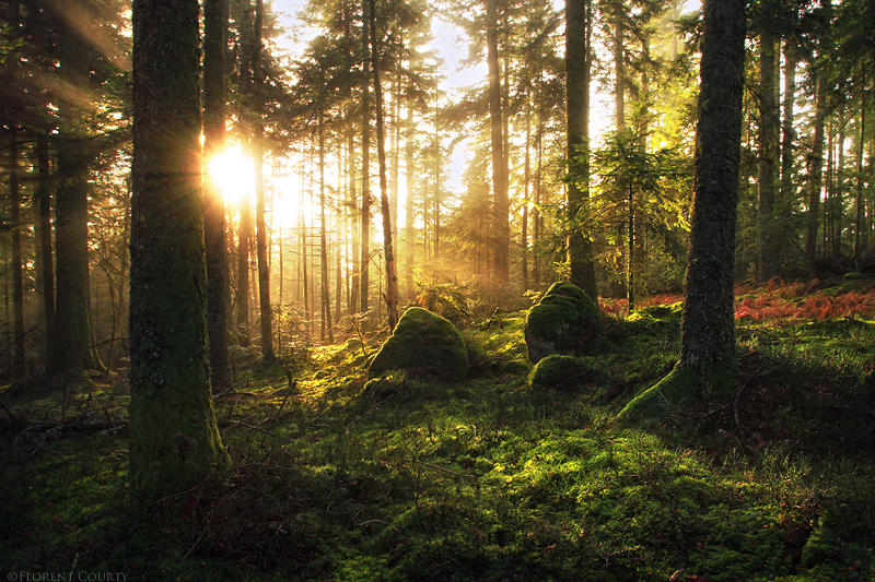 Radiant by FlorentCourty