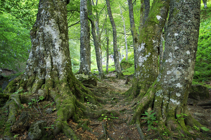 Ancient Forest