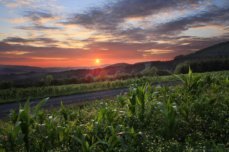 Cornfield Sunset