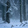 Frozen Forest