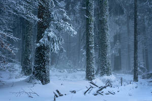 Frozen Forest