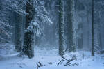 Frozen Forest by FlorentCourty