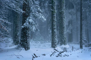 Frozen Forest by FlorentCourty