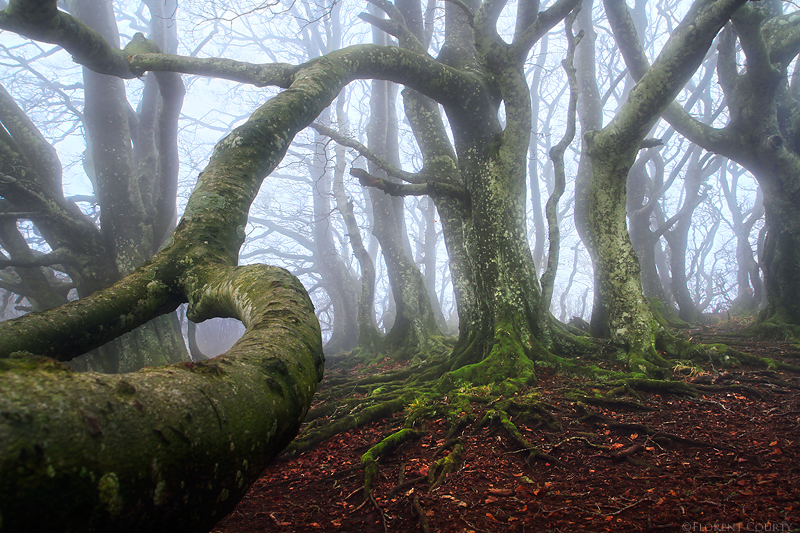 Caught by an Ent