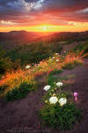 Flowers and Volcanoes by FlorentCourty