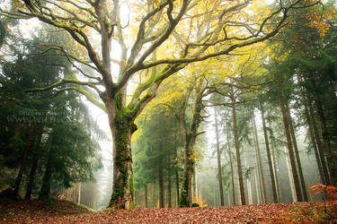 Lordly Oak by FlorentCourty