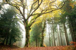 Lordly Oak by FlorentCourty