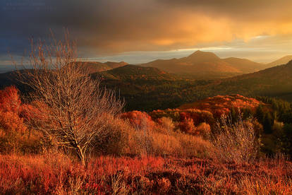 Autumnal Dreamland