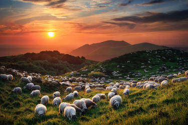 Sheep and Volcanoes by FlorentCourty