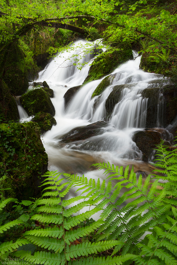 Luxuriant Waterfalls