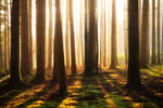 Woods Fantasy by FlorentCourty