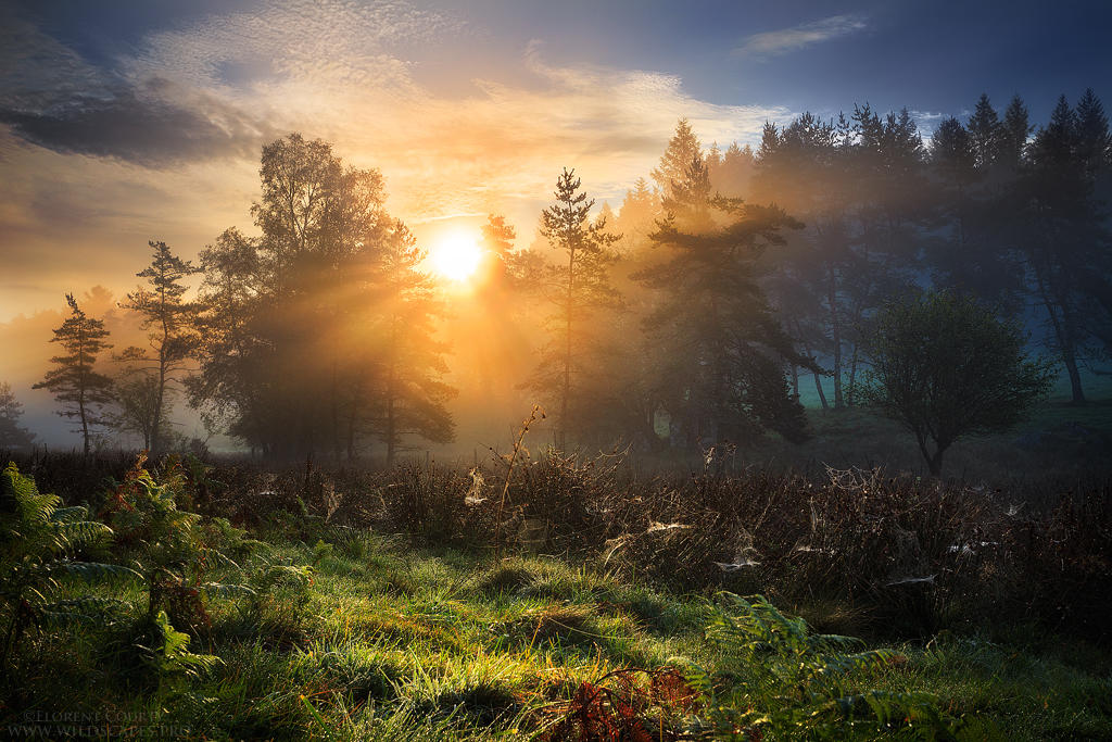 Swamp Realm by FlorentCourty