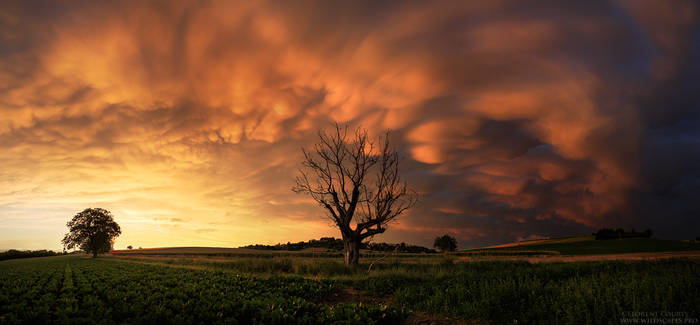 Blazing Mammatus