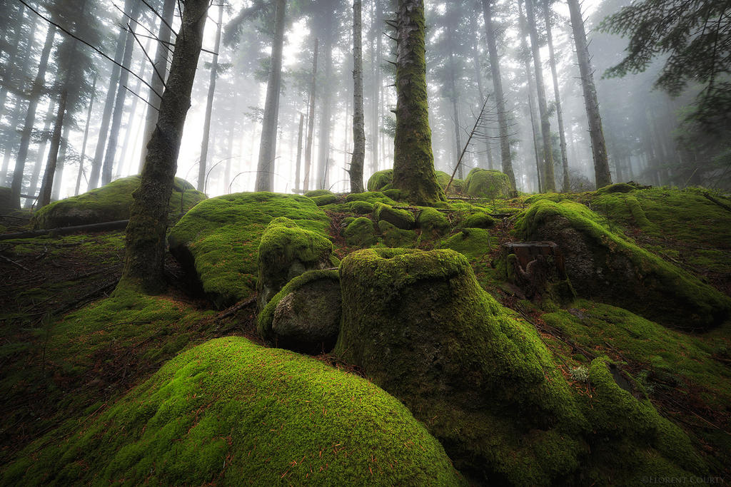 Moss Blanket by FlorentCourty on DeviantArt