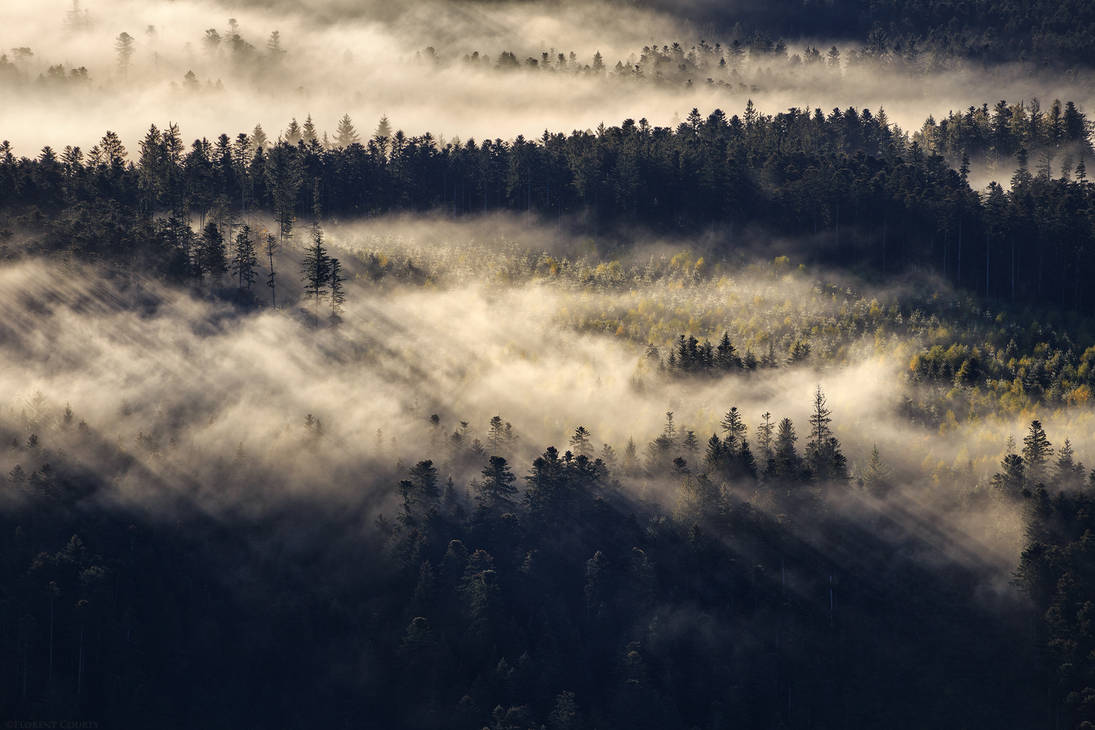 Shadow of the Forest by FlorentCourty
