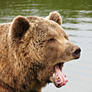 Brown bear 2