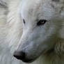 Proud Atilla the Arctic Wolf