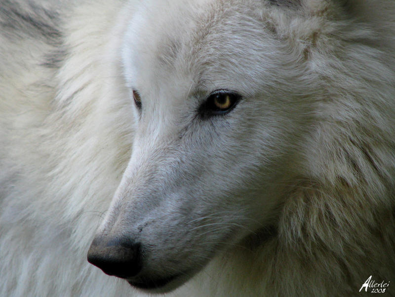 Proud Atilla the Arctic Wolf