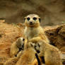 Suricata: Nice kids...