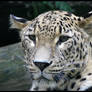 Leopard: Nice kitty