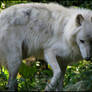 Arctic wolf: Shall we dance..?