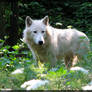 Arctic wolf: Fairy or wolf?