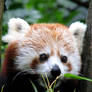 Red panda: I want to eat yooou
