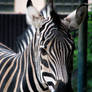 Zebra: I'm not Stripes