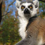 Lemur: Big Brother see you