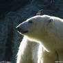 Polar bear: Shine upon Bora