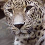 Leopard: Prince of Persia