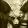Fennec fox: Sleeping cuteness