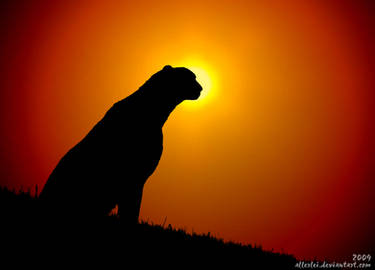 Cheetah: This sunset is...