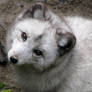 Arctic fox: Look at me, pal