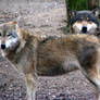 Wolves: Boja and Lobo