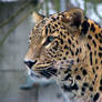 Leopard: Looking for the food