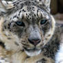 Snow leopard