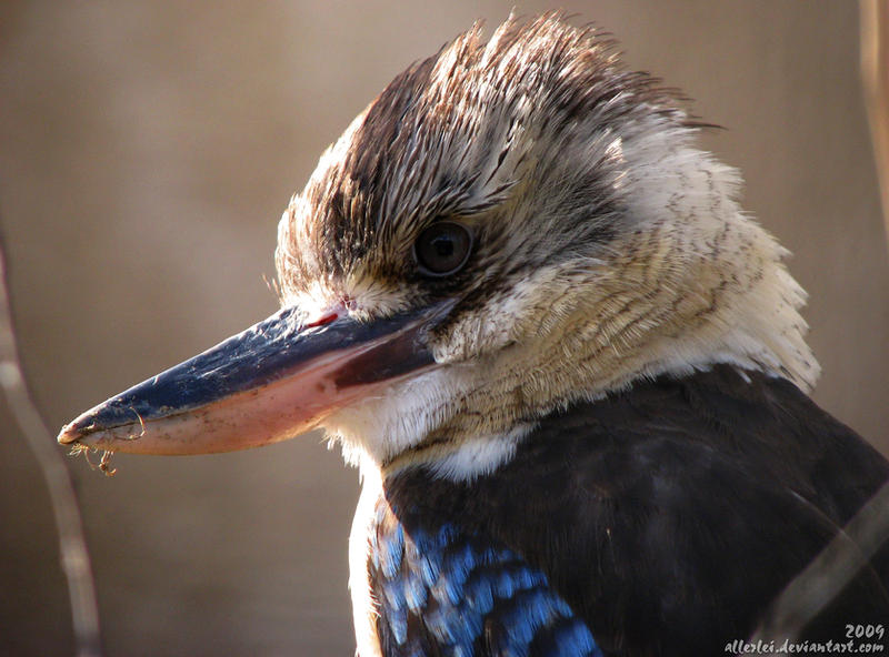 Kookaburra, Koo-koo-koooo