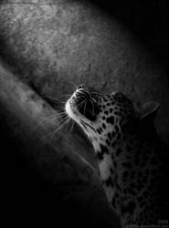 Leopard: Kissing the light