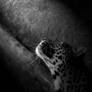 Leopard: Kissing the light