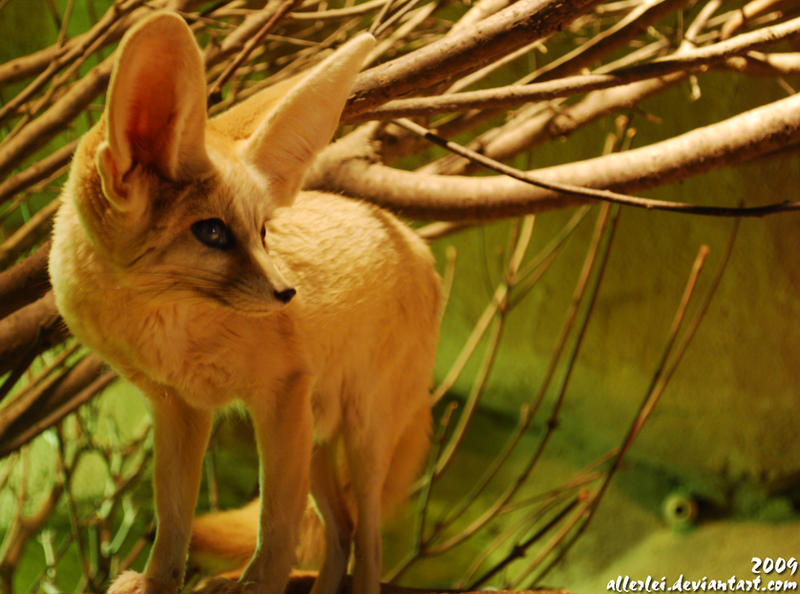 Fennec Fox: Standing alien by Allerlei on DeviantArt