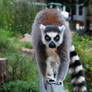 Great lemur is coming