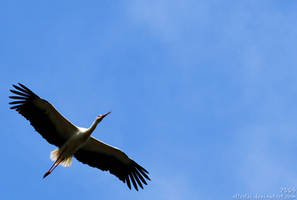Stork: I believe I can fly...