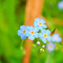 Forget me not...