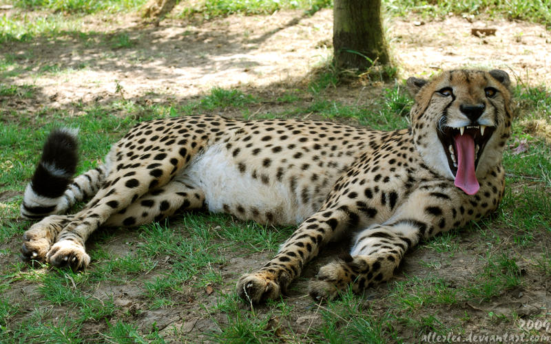 Cheetah's big grin