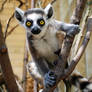 Lemur baby: Wheheee