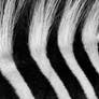 Zebra: Noble pattern