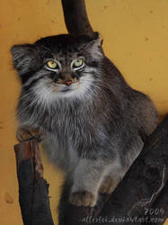 Manul: I'm warning you...