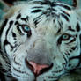 Paris the White tiger