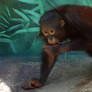 Orangutan: I'm still child